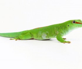 Frog eye Shou Palace lizard Stock Photo