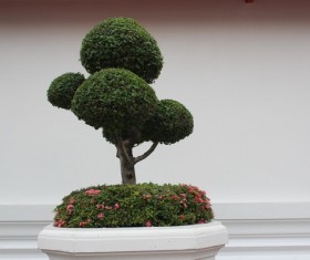 Gardening Flower Bonsai Stock Photo