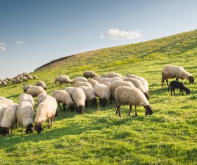 Grassland flock Stock Photo