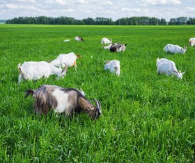 Grazing goat Stock Photo