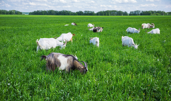 Grazing goat Stock Photo