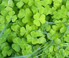 Green Clover HD picture