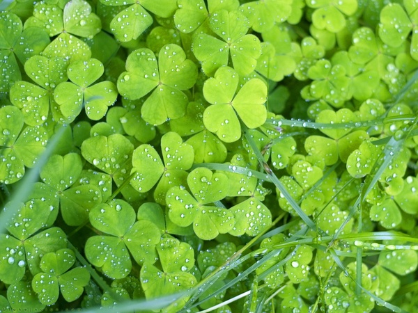 Green Clover HD picture