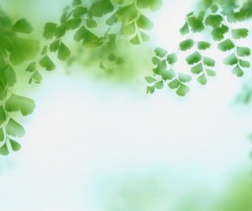 Green Ginkgo biloba background Stock Photo
