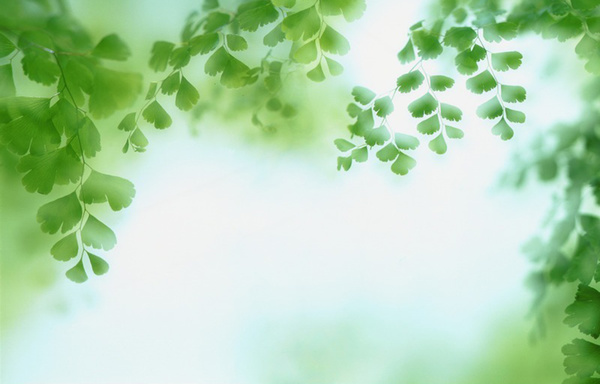 Green Ginkgo biloba background Stock Photo