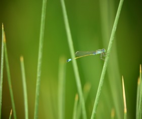 Green grass on the dragonfly HD picture