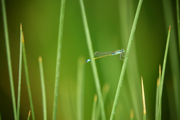 Green grass on the dragonfly HD picture