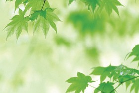 Green leaf banner HD pictures