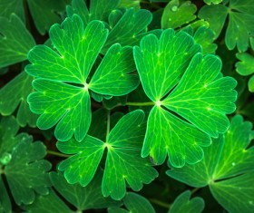 Green leafy herbs Stock Photo