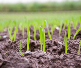Growing wheat seedling Stock Photo