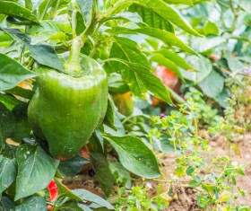 Growth of green pepper Stock Photo
