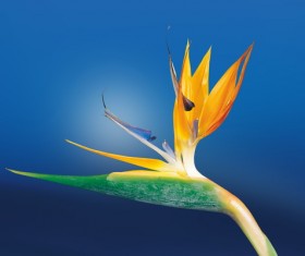 HD Strelitzia Flower Photos