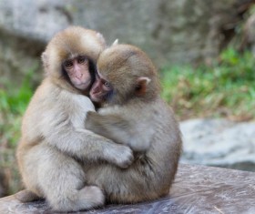Hugging the two little monkeys together Stock Photo