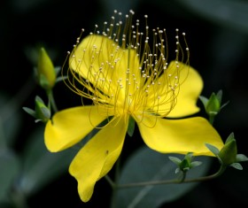 Hypericum Stock Photo