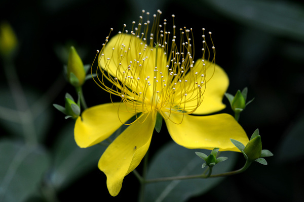 Hypericum Stock Photo