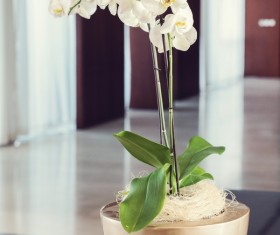 Indoor beautiful orchids Stock Photo