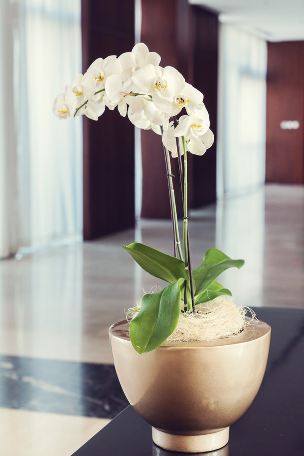 Indoor beautiful orchids Stock Photo