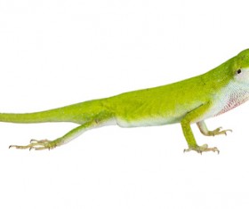 Jade Lizard Stock Photo
