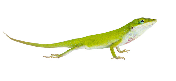 Jade Lizard Stock Photo
