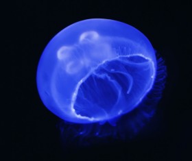 Jellyfish on the sea HD picture