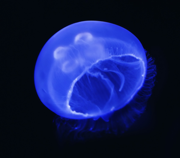 Jellyfish on the sea HD picture