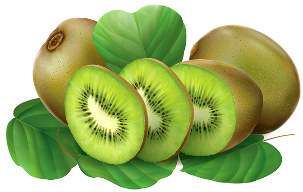 Kiwi fruits vector