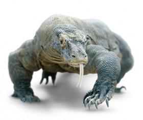 Komodo dragon lizard Stock Photo