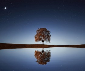 Lake Tree Moon HD picture