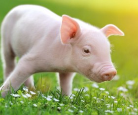 Little pig on the grass Stock Photo