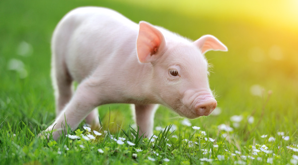 Little pig on the grass Stock Photo