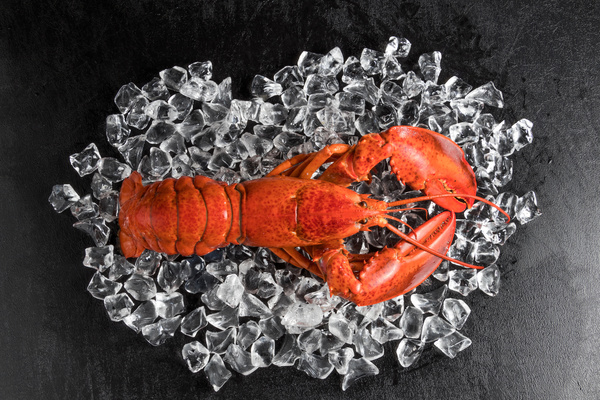 Lobster lying on the ice Stock Photo