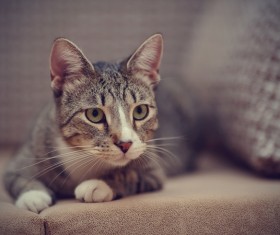 Lovely Siamese cat HD picture