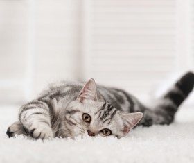 Lovely cat Stock Photo