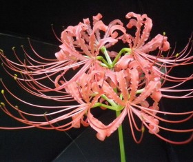 Lycoris radiate Pink Stock Photo