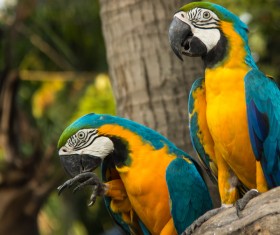 Macaws in the zoo HD picture 01