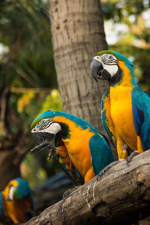Macaws in the zoo HD picture 01