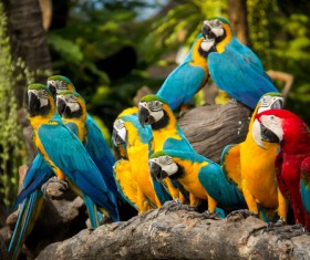 Macaws in the zoo HD picture 02