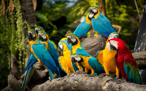 Macaws in the zoo HD picture 02