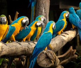 Macaws in the zoo HD picture 03