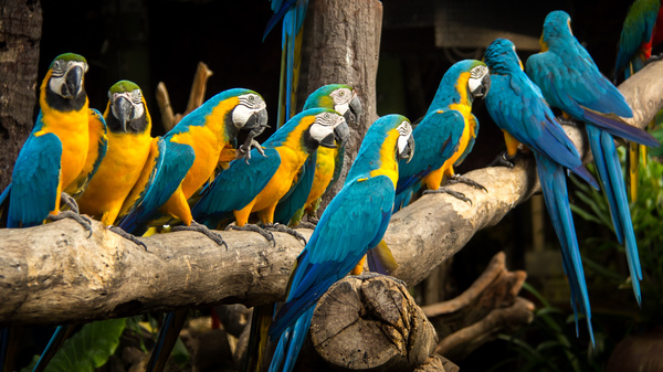 Macaws in the zoo HD picture 03