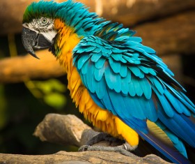Macaws in the zoo HD picture 04
