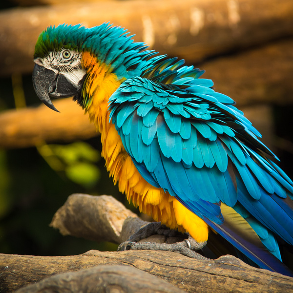 Macaws in the zoo HD picture 04