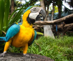 Macaws in the zoo HD picture 05