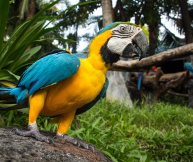 Macaws in the zoo HD picture 06