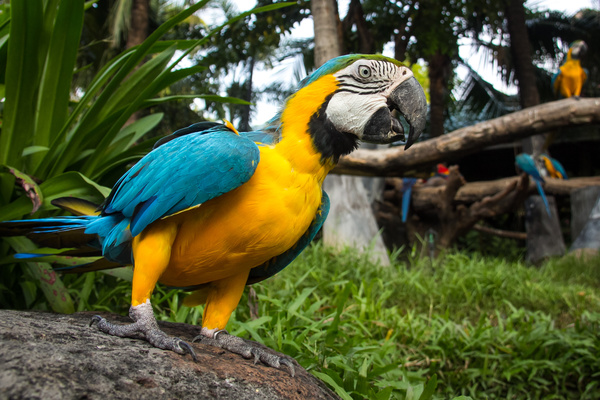 Macaws in the zoo HD picture 06 free download