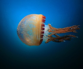 Mosaic jellyfish HD picture