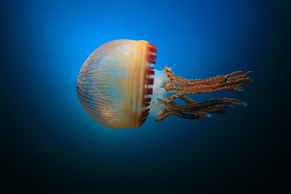 Mosaic jellyfish HD picture