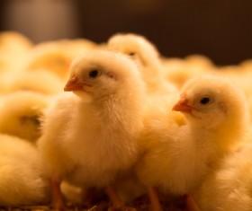 Newborn chicks Stock Photo