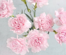 Pale pink carnation Stock Photo