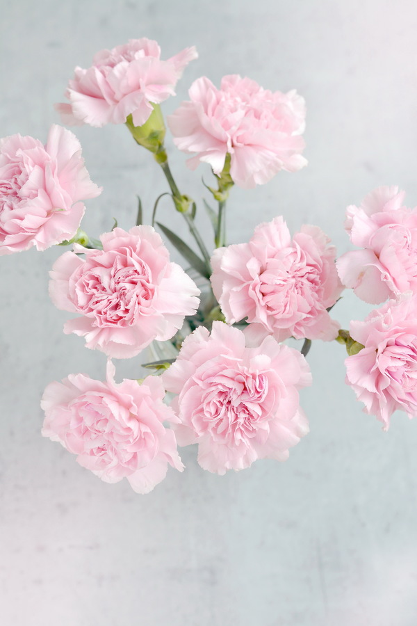 Pale pink carnation Stock Photo free download